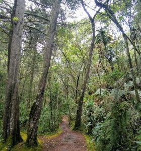 Wanderweg im Parque Arví