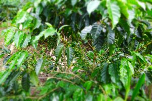 Kaffeepflanze in Nahaufnahme
